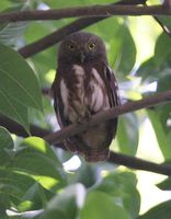 Javan Owlet - Glaucidium castanopterum