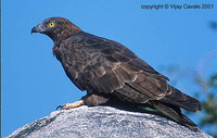 Oriental Honey-buzzard - Pernis ptilorhyncus