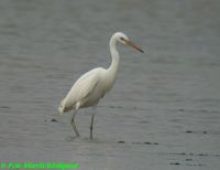 Chinese Egret - Egretta eulophotes