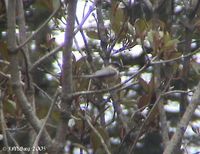 White-throated Tit - Aegithalos niveogularis