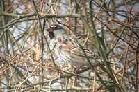 Spanish Sparrow - Passer hispaniolensis