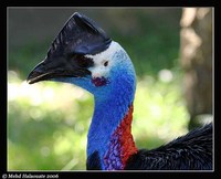 Dwarf Cassowary - Casuarius bennetti