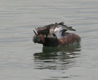 Eared Grebe - Podiceps nigricollis