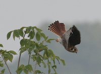 American Kestrel - Falco sparverius