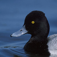 Lesser Scaup (Aythya affinis) photo