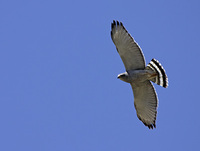 Gray Hawk (Asturina nitida) photo