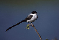 Fork-tailed Flycatcher (Tyrannus savana) photo