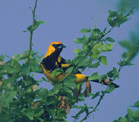 Spot-breasted Oriole (Icterus pectoralis) photo