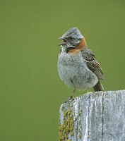 Rufous-collared Sparrow (Zonotrichia capensis) photo