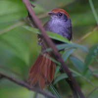 Bahia Spinetail - Synallaxis whitneyi