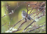 Mountain Elaenia - Elaenia frantzii