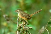 Rufous-sided Pygmy-Tyrant - Euscarthmus rufomarginatus