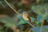 Whiskered Flycatcher - Myiobius barbatus