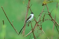 Fork-tailed Flycatcher - Tyrannus savana