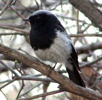 Blue-capped Redstart - Phoenicurus caeruleocephalus