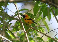 Golden Monarch - Monarcha chrysomela