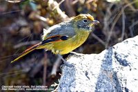 Chestnut-tailed Minla - Minla strigula