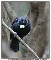 Tui - Prosthemadera novaeseelandiae