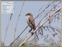 Rufous-tailed Shrike - Lanius isabellinus