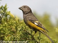 White-winged Grosbeak - Mycerobas carnipes