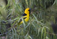 White-edged Oriole - Icterus graceannae