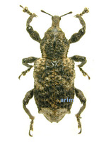 Dyscerus perforatus - 올리브곰보바구미