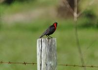Red-breasted Blackbird  