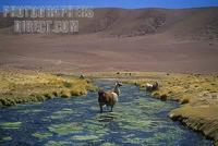 Lhamas in the river . Atacama Desert , Chile , South America . stock photo