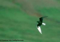 White-winged Black Tern Chlidonias leucopterus