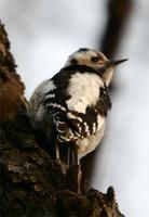 아물쇠딱다구리 [Grey-headed Pygmy Woodpecker]