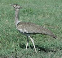 Kori Bustard p.114