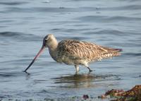 Bar-tailed Godwit Limosa lapponica 큰뒷부리도요