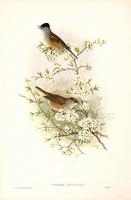 Richter after Gould Blackcap (Curruca atricapilla)