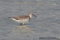 Great Knot Calidris tenuirostris