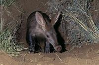Aardvark Antbear), Orycteropus afer, emerging from burrow at dusk, Tuissen de Riviere, Free Stat...