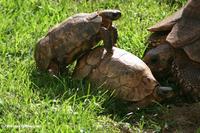 Three tortoises getting friendly