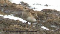 Bécasseaux         tachetés (Calidris melanotos)