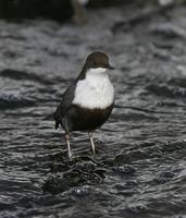 Dipper (Cinclus cinclus)