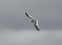 Little Gull (Larus minutus)