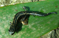 : Bolitoglossa franklini
