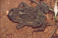 : Bufo scaber