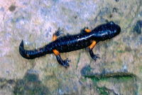 : Ensatina eschscholtzii; Ensatina