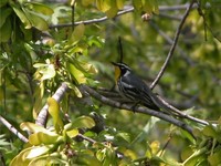 : Dendroica dominica albilora; Yellow-throated Warbler