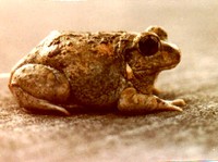 : Tomopterna breviceps; Toad Frog