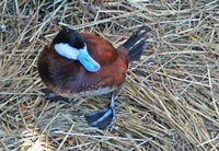 : Oxyura jamaicensis jamaicensis; North American Ruddy Duck