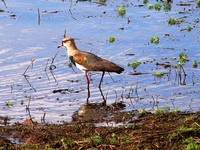 : Vanellus chilensis; Quero-quero