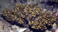 : Acropora monticulosa