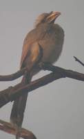 Indian Grey Hornbill (Ocyceros birostris) 2004. december 29. Bharatpur, Keoladeo Ghana National ...