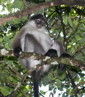 Banded Langur by Adrian O'Neill