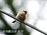 Prunella fulvescens Brown Accentor 褐岩鷚 119-034